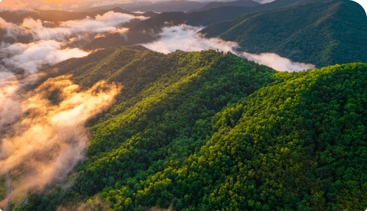 Зелёные леса