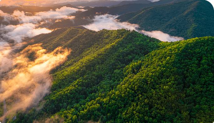 Зелёные леса