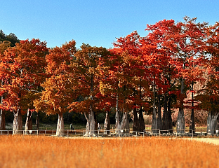 150 000 туристов посетят этой осенью Кипарисовое озеро в окрестностях Анапы